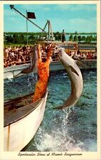 Vintage Postcard Seaquarium in Miami FL Florida Dolphin Show Performance   D-599 picture