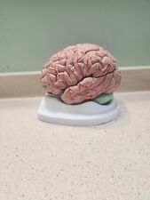 brain anatomy model 8 Pieces picture