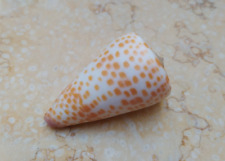 Conus tessulatus  tessellated 53 mm  MASSIVE wow Pattern larg red sea shell picture