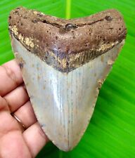 MEGALODON SHARK TOOTH - 4.20” - SHARK TEETH - REAL FOSSIL - NATURAL - MEGLADONE picture