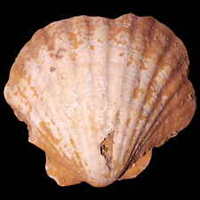 Sea discovery shell: