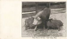 Warm Meals at All Hours North Yakima Washington Pig Feeding Piglets c1905 PC picture