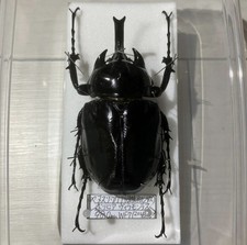 Janus Elephant Beetle Male 98mm Bolivia WF7 Dried Insect Specimen picture