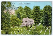 1939 Dogwood Tree In Bloom National Cemetery Vicksburg Mississippi MS Postcard picture