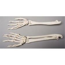 Skeletons and More SM372DR Right Forearm picture