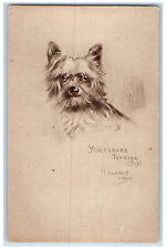 Postcard Yorkshire Terrier Dog Studies c1910 Antique Photogravure Tuck Dogs picture