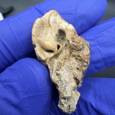 Rare Periotic Cetacean Inner Ear Bone Fossil Sarasota Co. Fl picture