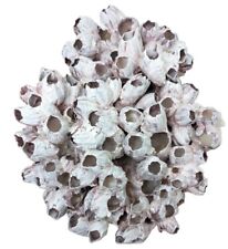 5 lb Barnacle Cluster Ocean Purple Pink Acorn Large Home Decor Shells 15
