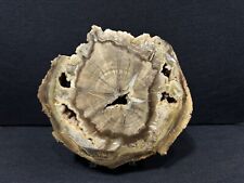 Petrified Wood Fossil Display Specimen From Zimbabwe 6”x6” over 3lbs picture