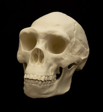 Homo Erectus Skull Replica Life Size Human Evolution Ancestor Anthropology Model picture