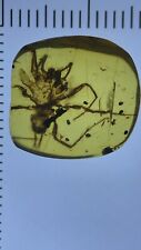 Huge Perfect Spider, Pristine Fossil In Genuine burmite Amber, 98myo picture