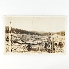 Lassen Volcanic Park Forest RPPC Postcard 1930s Disaster Tree Ruins Photo D1523 picture