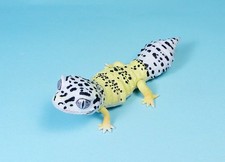 Bandai The Diversity of Life on Earth Selected Edition Leopard gecko Figure picture