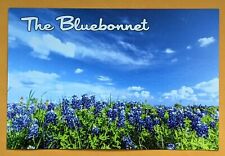 Postcard TX:  The Bluebonnet - State Flower of Texas picture