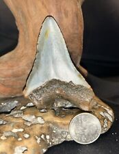 3.26 INCH REAL MEGALODON SHARK TOOTH BIG FOSSIL GENUINE PREHISTORIC MEG TEETH picture