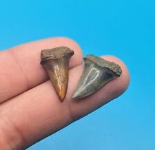 Sweet Fire And Ice Colored Eocene Mako Shark Teeth From North Florida picture