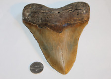 MEGALODON Fossil Giant Shark Tooth No Repair Natural 5.98