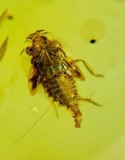 Burmese insects fossil burmite Cretaceous cicada insect amber fossil Myanmar picture