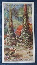 BOWER BIRD NEST    Vintage Illustrated Card   picture