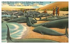 Wellfleet MA postcard BLACK FISH WHALE DRIVE STRANDING EVENT o/24 AU7565 picture
