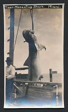 1919 MAN EATING TIGER SHARK Caught Off Miami, Florida Vintage Photo picture