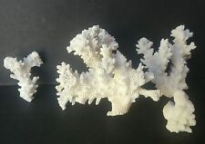 Natural White Branch Coral Reef Pieces picture