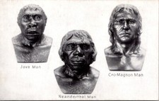 Postcard Chicago Natural History Museum Prehistoric Man  Illinois IL       10054 picture