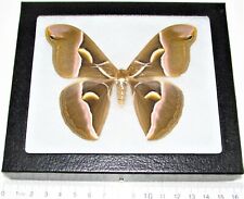 Samia cynthia REAL FRAMED SATURN MOTH PINK CHINA picture