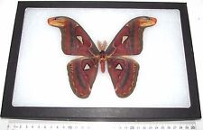 Attacus atlas male REAL FRAMED SATURN MOTH MOTH SATURNIIDAE INDONESIA picture