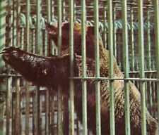Vintage Postcard, KANSAS CITY, MO, Grizzly Bear At Zoo In Swope Park, Green Cage picture