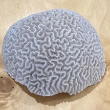 White Brain Coral Skeleton Specimen Approx. 6.5 in Wide Coral Skeleton picture