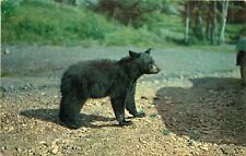 Black Bear Postcard picture