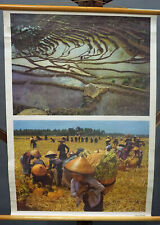 Rollable Vintage Wallchart Poster Rice Cultivation on Java picture