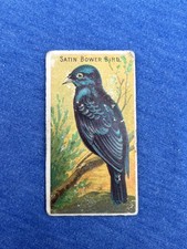 SATIN BOWER BIRD 1889 N5 Allen & Ginter Birds of the Tropics picture