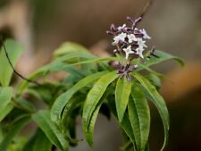 Aloysia citrodora seeds lemon verbena, beebrush, plant, herb organic seed picture