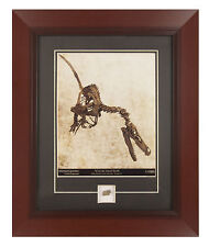 Framed Velociraptor Print with Authenticated Dromaeosaur Tooth Fossil Fragment picture