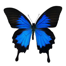 Papilio Ulysses HUGE Swallowtail REAL Blue Butterfly A1 US SELLER  picture