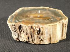 Perfect BARK 225 Million Year Old Polished Petrified Wood Fossil 282gr picture