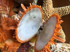 Spiny Oyster Orange Thorny Seashell Pair 2