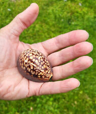 Large Mid 19th Century Leopard Spotted Cowrie Shell & Brass Provincial Snuff Box picture