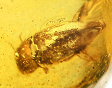 Coleoptera (Beetle), Fossil Inclusion in Dominican Amber picture
