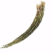 Organic Sweetgrass Braid Energy Cleansing Smudge Herb American Smudging Incense picture