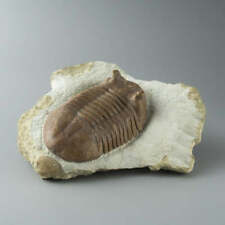 Asaphus intermedius Trilobite from Morocco (844.4 grams) picture