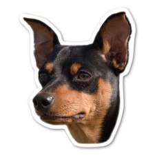 Miniature Pinscher Magnet picture