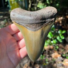 High-Quality Authentic Megalodon Shark Tooth- 4.99