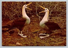 Vintage Galapagos Islands Albatross Mating Display Postcard by Lindblad picture