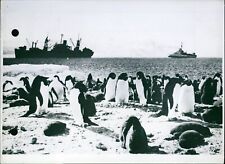 Penguins from Cape Hallett in Antarctica - Vintage Photograph 3715133 picture