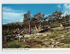 Postcard Bristlecone Pine On Mt. Evans Colorado USA picture