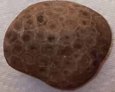 Large Raw Petoskey Stone Unpolished Lake Michigan Fossil Coral Rough  picture