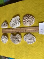 Authentic Atlantic Brain Coral A4 picture